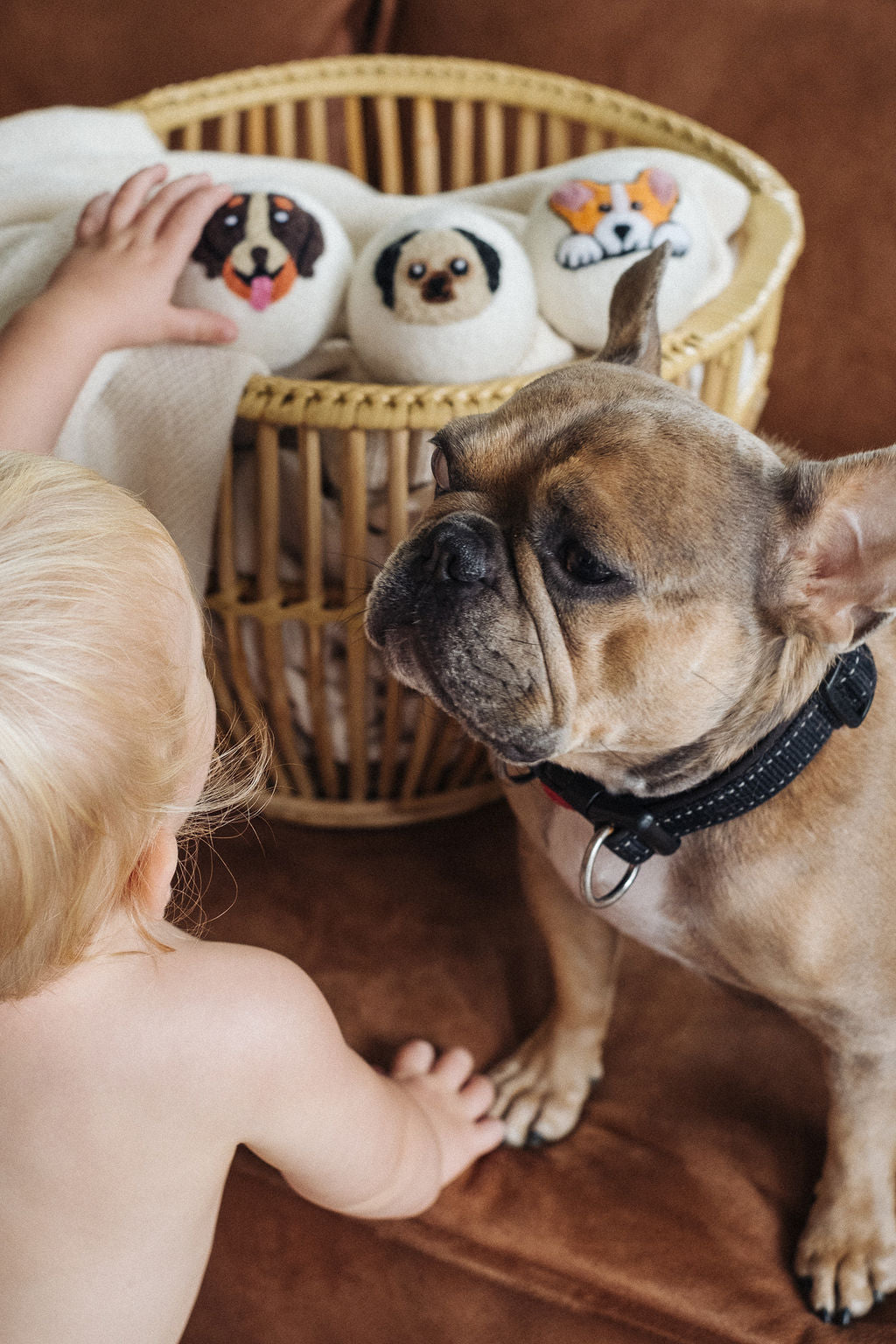 Dogs set wool dryer ball, theme photo
